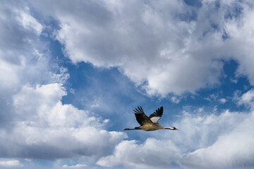 Cranes fly in the cloudy sky. Migratory birds on the Darss. Wildlife photo