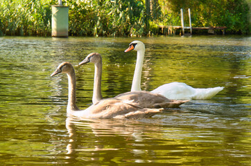 Swan family. Elegant white swan swims in the water with its two grey young. Bird