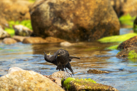 Example of acquisition by trial and error (cut and try). Young inexperienced starlings try to drink salt water and bathe in sea. They spit out water and unsuccessfully clean salty feathers. Series