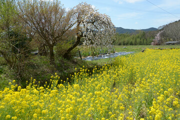 春の京都大原　菜の花畑　京都市左京区大原
