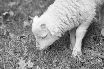 Easter lamb eating on a green meadow in black and white. White wool on farm animal