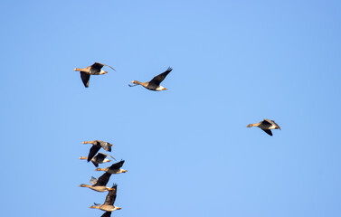 Mixed flock of Bean goose (Anser fabalis) and White-fronted goose (Anser albifrons) over winter...