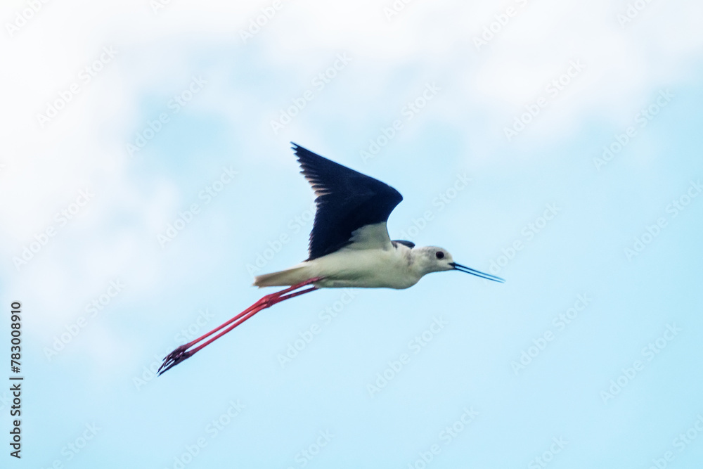 Wall mural Flying Black-winged stilt (Himantopus himantopus). Northern Black Sea