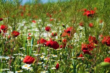 Chamomile and poppies as field weed, chamomile aspect - obrazy, fototapety, plakaty