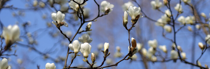 Magnolia tree branch blooming, white blossoms against blue sky, spring's beauty captured in close-up.