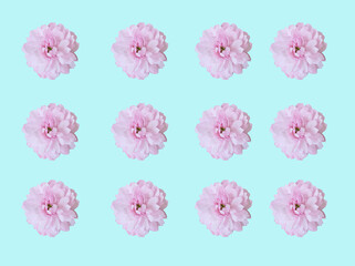 floral spring background. sakura flowers on a light blue pale background. - 783009996