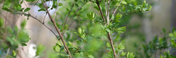 Fresh green foliage of spring, vibrant leaves on a tree branch, close-up nature's beauty.