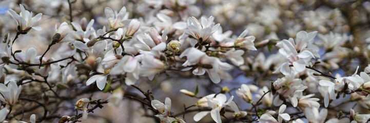 Springtime brings nature to life: magnolia trees adorned with white blossoms against a blue sky.
