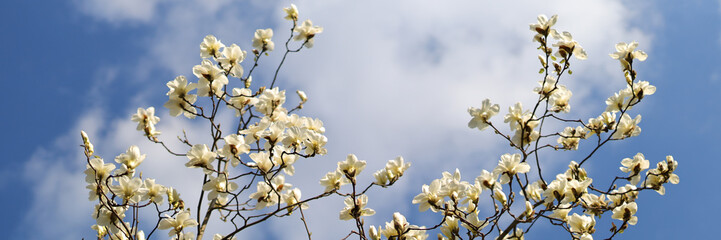 In springtime, magnolia trees bloom with white blossoms against a blue sky, nature's picturesque...