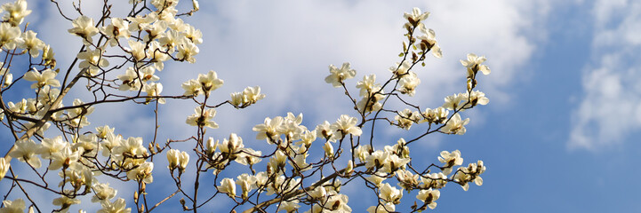 In gardening, magnolia trees blossom, white petals against a blue springtime sky, nature's beauty...