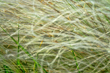 Feather-grass true steppe. Northern Black Sea region. The most common is (Stipa lessingiana or...