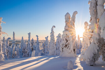 winter landscape with snow