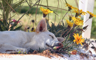 Duży biały pies śpiący w kwiatach ukrywając sie przed słońcem - obrazy, fototapety, plakaty