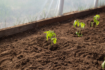 Tomato bushes grown from seedlings in the garden, only leaves and stem. There are no fruits or flowers yet.