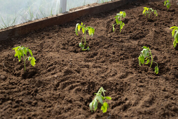 Tomato bushes grown from seedlings in the garden, only leaves and stem. There are no fruits or flowers yet.