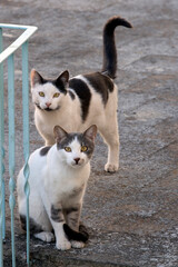 two cats standing on the floor, watching the camera. selective focus
