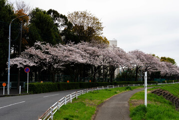 桜並木