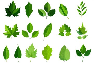Set of green leaves isolated on white background,  Vector illustration for your design