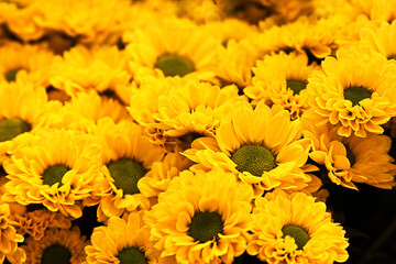 Gelb blühende Frühlingsblumen