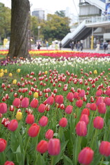 日本の春、横浜公園のチューリップの花