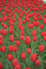 Fototapeta premium 日本の春、横浜公園のチューリップの花