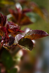 Junge Rosenblätter am Rosenstock