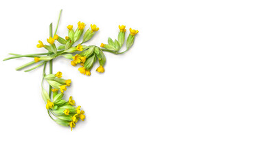 Yellow flowers and leaves Primula veris ( cowslip, petrella, herb peter, paigle, key flower, Primula officinalis Hill ) on a white background with space for text. Top view, flat lay. Medicinal herb