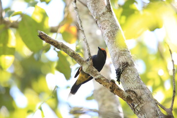The fiery-browed starling or fiery-browed myna (Enodes erythrophris) is a species of starling in the family Sturnidae. This photo was taken in Sulawesi island, Indonesia.