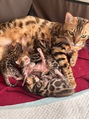 New born kittens 