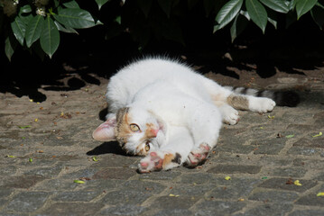 Fototapeta premium Liegende Katze auf der sonnigen Terrasse