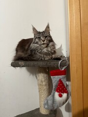 cat and mouse
