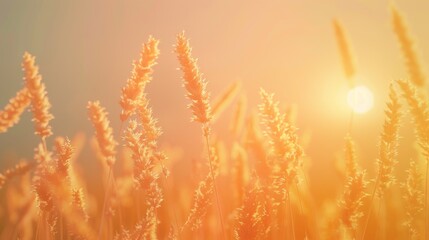 Naklejka premium Golden Wheat Field at Sunset
