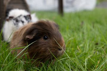 meerschweinchen tier natur langhaar