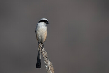 long-tailed shrike or rufous-backed shrike or Lanius schach, seen at Jhalana Reserve in Rajasthan India
