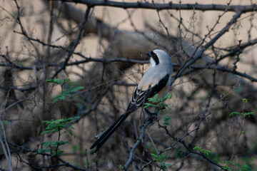 long-tailed shrike or rufous-backed shrike or Lanius schach, seen at Jhalana Reserve in Rajasthan India