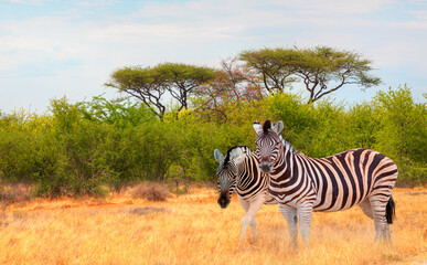 Fototapeta premium Zebra standing in yellow grass on Safari watching, Africa savannah - Etosha National Park, Namibia