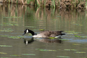 Bernache du Canada,.Branta canadensis, Canada Goos
