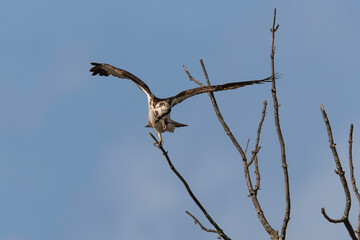 Balbuzard pêcheur, Pandion haliaetus, Western Osprey