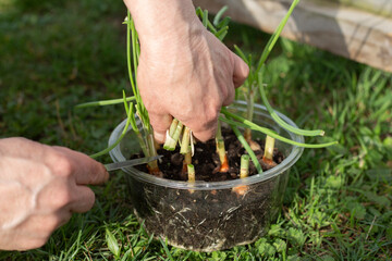 Female farmer harvesting green onions in her garden