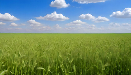 Obraz premium Wheat field in fresh springsummer with young green wheat and nature 4