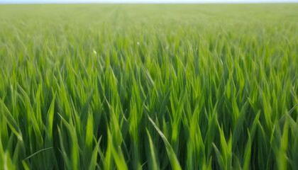 Obraz premium Wheat field in fresh springsummer with young green wheat and nature 3