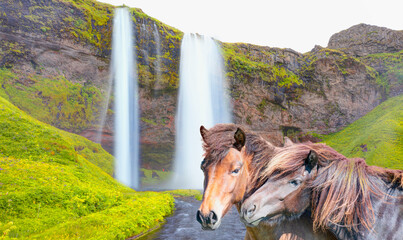 Amazing Seljalandsfoss waterfall in Iceland - The Icelandic red horse is a breed of horse developed...
