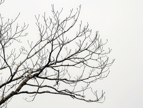 A tree branch is shown in a white background