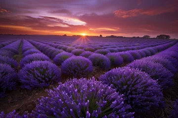 Fototapeten Beautiful sunset over lavender field in Provence, France © Nam
