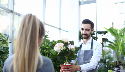 Beard Gardener Holding Hydrangea in Flowerpot. Handsome Man Florist Giving White Hortensia in Pot to Blonde Girl. Worker in Apron Present Blooming Plant with Green Leaves at Botanic Shop.
