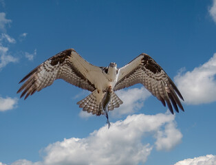 Osprey carrying fish at Conowingo Dam