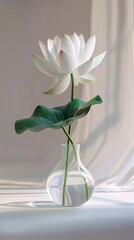 white lotus in vase
