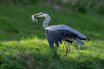 Grey Heron with fish on green background