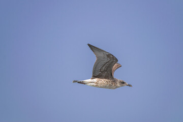 young juvenile yellow-legged gull, (Larus michahellis), flying with blue  sky background