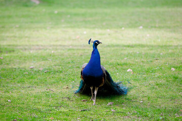 Peacock walking in a public park